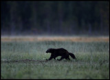 Wolverine at a bog in no man`s land (Finland/Russia)