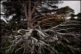 Pine chaos- Cairngorm Mountains / Scotland