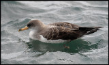 Corys Shearwater in the harbour of Ponta Delgada