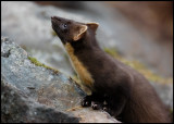 Female Marten (Martes martes) - Norway