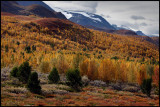 Autum colors near Galdhpiggen - Norway