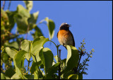 Male Redstart in our neighbours garden (my first birdphoto with new 800/5,6 L IS)