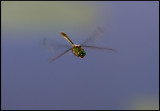 Flying dragonfly - Metalltrollslända ( Somatochlora metallica) Bramstorp