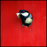 The Great Tit in our garden is cleaning the nestingbox  from the kids
