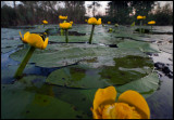 Getting close to the Yellow Water-lillies - Huseby