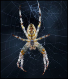 European Garden spider (Korsspindel Araneus diadematus) - Gotland