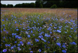 Cornflower (Blåklint- Cyanus segetum) - Denmark