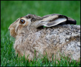 A Brown Hare (Flthare - Lepus europaeus) is eating grass in our neighbours garden every day