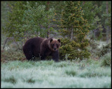 Brown Bear (Ursus arctos) in first autum frost (-5 C) - Finland
