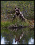 Young Bear (Ursus arctos) near lake - Finland