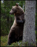 Brown Bear (Ursus arctos) in forrest - Finland