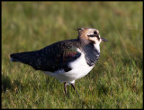 Lapwing watching the sky - Ottenby