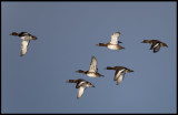 Tufted Ducks (Vigg - Aythya fuligula) Ottenby