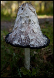 Shaggy Mane mushroom (Fjällig bläcksvamp - Coprinus comatus)  Ottenby
