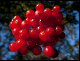 European Cranberry Bush (Skogsolvon - Viburnum opulus) Ottenby