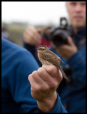 Very exclusive bird in Sweden - Black-throated Accentor (Svartstrupig jrnsparv  Prunella atrogularis) Ottenby