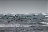 Bläsänder rundar Ölands södra udde i hårt väder (Wigeons - Anas penelope)