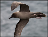 Light-mantled Sooty Albatross - Enderby Island (Auckland Islands)