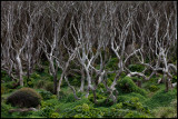 Dens forrest at Enderby Island