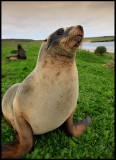 New Zealand Sealion - Sandy beach Enderby Island