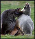 New Zealand Sealions at Enderby Island