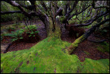 Wet forrest near Carnley Harbour Auckland Island