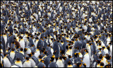 King Penguins at Macquarie Island