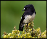 Tomtit - Enderby Island
