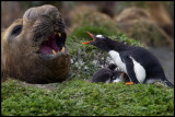 Gentoo penguin with chicks and Elephant Seal - Macquarie Island