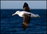 Northern Royal Albatross