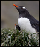 Gentoo with chick - Macquarie island