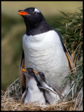 Gentoo with chicks - Macquarie island