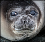 Young Sea Elephant - Macquarie Island