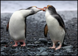 Royal Penguins