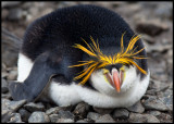 Resting Royal Penguin