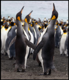 King Penguins