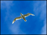 Pale morf of Southern Giant Skua - Macquarie Island