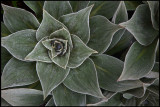 Megaherb at Campbell Island