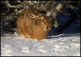 Hare (Lepus europeus) near Ottenby - a very cold morning