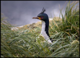 Auckland Island Shag - Enderby Island