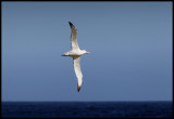 Royal Albatross