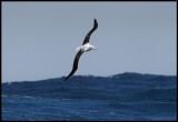 Royal Albatross