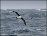 Grey-headed Albatrosses