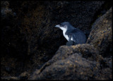 Little Blue Penguin hiding behind rocks close to the shoreline