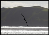 Bullers Albatross at Chatham Island