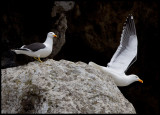 Kelp Gulls at Antipodes Island