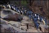Erect-crested Penguins passing a New Zealand Furseal