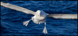 Northern Royal Albatross trying to land