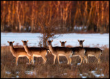 Fallow Deers (Dama dama) at dusk - Ottenby lund