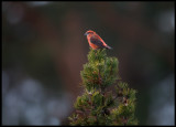 Male Crossbill (Loxia curvirostra) - Scania